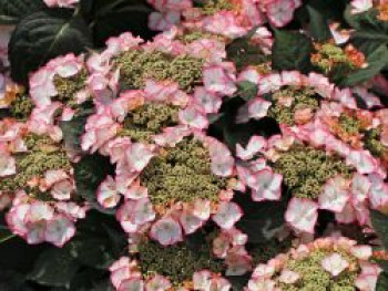 Tellerhortensie &#8218;Charme&#8216;, 30-40 cm, Hydrangea macrophylla &#8218;Charme&#8216;, Containerware