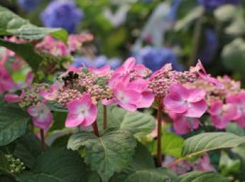 Tellerhortensie Endless Summer ® &#8218;Twist-n-Shout&#8216; (Rosa), 20-30 cm, Hydrangea macrophylla Endless Summer ® &#8218;Twist-n-Shout&#8216; ® (Rosa), Containerware