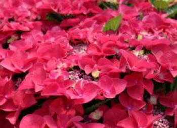 Tellerhortensie 'Frisbee ® Hot Pink', 30-40 cm, Hydrangea macrophylla 'Frisbee ® Hot Pink', Containerware