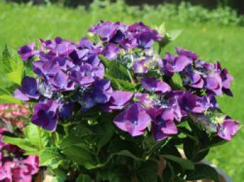 Tellerhortensie &#8218;Frisbee&#8216; ® (Purple), 30-40 cm, Hydrangea macrophylla &#8218;Frisbee&#8216; ® (Purple), Containerware