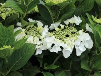 Tellerhortensie &#8218;Frisbee&#8216; ® White, 30-40 cm, Hydrangea macrophylla &#8218;Frisbee&#8216; ® White, Containerware