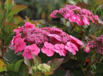 Tellerhortensie / Gesägte Hortensie Proven Winners ® 'Cotton Candy', 30-40 cm, Hydrangea serrata Proven Winners ® 'Cotton Candy', Containerware