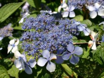 Kleinwüchsige Tellerhortensie &#8218;Bluebird&#8216;, 30-40 cm, Hydrangea serrata &#8218;Bluebird&#8216;, Containerware