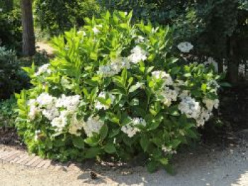 Tellerhortensie &#8218;Lanarth White&#8216;, 30-40 cm, Hydrangea macrophylla &#8218;Lanarth White&#8216;, Containerware