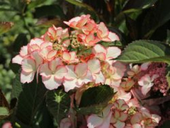 Tellerhortensie &#8218;Love you kiss&#8216;, 30-40 cm, Hydrangea macrophylla &#8218;Love you kiss&#8216;, Containerware