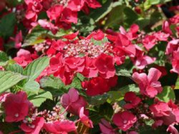 Tellerhortensie 'McKay' 'Cherry Explosion' ®, 30-40 cm, Hydrangea macrophylla 'McKay' 'Cherry Explosion' ®, Containerware