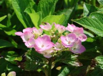 Tellerhortensie &#8218;Messalina&#8216;, 15-20 cm, Hydrangea macrophylla &#8218;Messalina&#8216;, Containerware