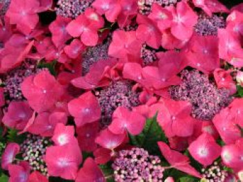 Tellerhortensie &#8218;Kardinal&#8216;, 30-40 cm, Hydrangea macrophylla &#8218;Kardinal&#8216;, Containerware