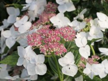 Tellerhortensie &#8218;Teller White&#8216; / &#8218;Libelle&#8216;, 30-40 cm, Hydrangea macrophylla &#8218;Teller White&#8216; / &#8218;Libelle&#8216;, Containerware