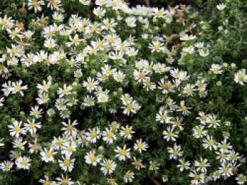 Teppich-Aster &#8218;Snow Flurry&#8216;, Aster ericoides var. pansus &#8218;Snow Flurry&#8216;, Topfware