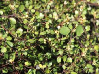 Teppich-Drahtstrauch, Muehlenbeckia axillaris, Topfware