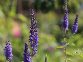 Teppich-Ehrenpreis &#8218;Blauteppich&#8216;, Veronica spicata &#8218;Blauteppich&#8216;, Topfware