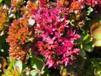 Teppich-Fettblatt &#8218;Coccineus&#8216;, Sedum spurium &#8218;Coccineus&#8216;, Topfware