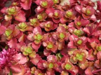 Teppich Fettblatt 'Fuldaglut', Sedum spurium 'Fuldaglut', Topfware