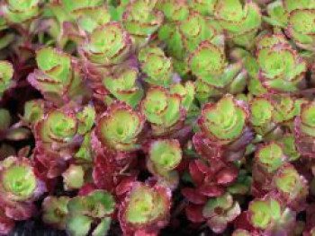 Teppich-Fettblatt 'Purple Winter', Sedum spurium 'Purple Winter', Topfware