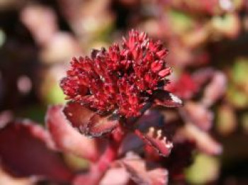 Teppich-Fettblatt &#8218;Purpurteppich&#8216;, Sedum spurium &#8218;Purpurteppich&#8216;, Topfware