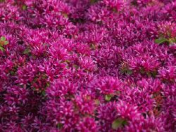 Teppich-Fettblatt 'Schorbuser Blut', Sedum spurium 'Schorbuser Blut', Topfware