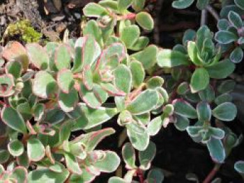 Teppich-Fettblatt 'Tricolor', Sedum spurium 'Tricolor', Topfware