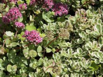 Teppich-Fettblatt &#8218;Variegatum&#8216;, Sedum spurium &#8218;Variegatum&#8216;, Topfware