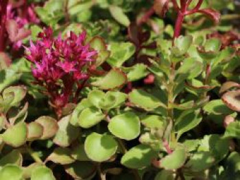 Teppich-Fettblatt &#8218;Voodoo&#8216;, Sedum spurium &#8218;Voodoo&#8216;, Topfware