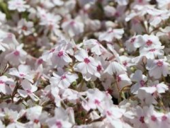 Teppich-Flammenblume 'Amazing Grace', Phlox subulata 'Amazing Grace', Topfware