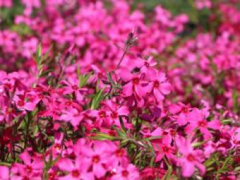 Teppich-Flammenblume &#8218;Atropurpurea&#8216;, Phlox subulata &#8218;Atropurpurea&#8216;, Topfware