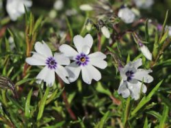 Teppich-Flammenblume &#8218;Bavaria&#8216;, Phlox subulata &#8218;Bavaria&#8216;, Topfware