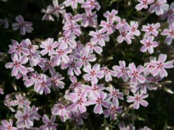 Teppich-Flammenblume 'Candy Stripes', Phlox subulata 'Candy Stripes', Topfware