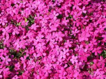 Teppich-Flammenblume &#8218;Crackerjack&#8216;, Phlox douglasii &#8218;Crackerjack&#8216;, Containerware