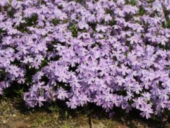 Teppich-Flammenblume &#8218;Emerald Cushion Blue&#8216;, Phlox subulata &#8218;Emerald Cushion Blue&#8216;, Topfware