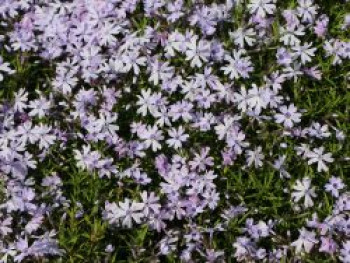 Teppich-Flammenblume 'Fabulous Blue Violet', Phlox subulata 'Fabulous Blue Violet', Topfware