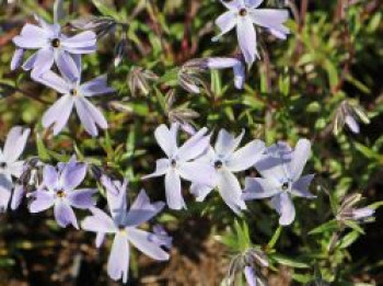 Teppich-Flammenblume 'G.F. Wilson', Phlox subulata 'G.F. Wilson', Topfware