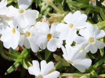 Teppich-Flammenblume &#8218;Maischnee&#8216;, Phlox subulata &#8218;Maischnee&#8216;, Topfware