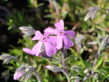 Teppich-Flammenblume 'Moerheimii', Phlox subulata 'Moerheimii', Topfware