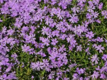 Teppich-Flammenblume &#8218;Purple Beauty&#8216;, Phlox subulata &#8218;Purple Beauty&#8216;, Topfware