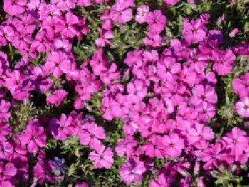 Teppich-Flammenblume &#8218;Red Admiral&#8216;, Phlox douglasii &#8218;Red Admiral&#8216;, Topfware