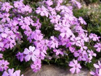 Teppich-Flammenblume 'Rosette', Phlox subulata 'Rosette', Topfware