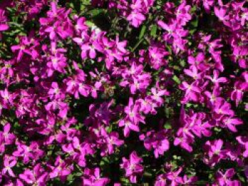 Teppich-Flammenblume &#8218;Samson&#8216;, Phlox subulata &#8218;Samson&#8216;, Topfware