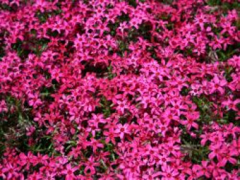 Teppich-Flammenblume &#8218;Scarlet Flame&#8216;, Phlox subulata &#8218;Scarlet Flame&#8216;, Topfware