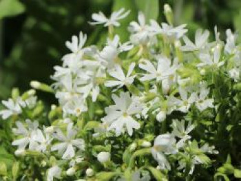 Teppich-Flammenblume &#8218;Snowflake&#8216;, Phlox subulata &#8218;Snowflake&#8216;, Topfware