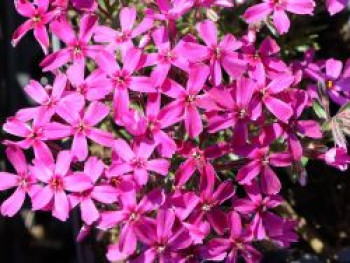 Teppich-Flammenblume 'Temiskaming', Phlox subulata 'Temiskaming', Topfware