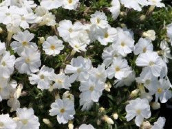 Teppich-Flammenblume &#8218;White Admiral&#8216;, Phlox douglasii &#8218;White Admiral&#8216;, Topfware