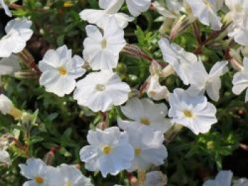 Teppich-Flammenblume &#8218;White Delight&#8216;, Phlox subulata &#8218;White Delight&#8216;, Topfware