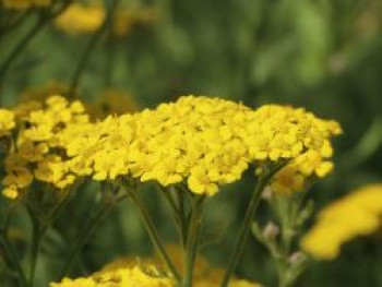 Teppich-Garbe &#8218;Aurea&#8216;, Achillea tomentosa &#8218;Aurea&#8216;, Topfware