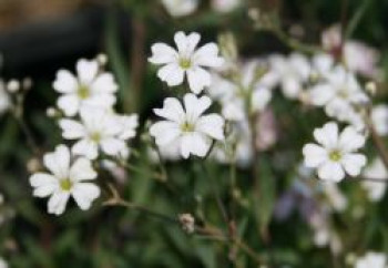 Teppich Schleierkraut, Gypsophila repens, Topfware