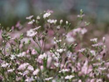 Teppich-Schleierkraut &#8218;Rosea&#8216;, Gypsophila repens &#8218;Rosea&#8216;, Topfware