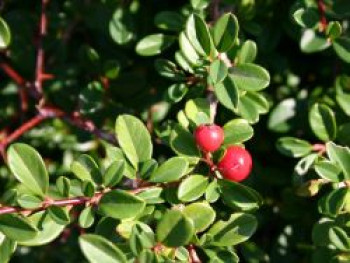 Teppichmispel / Kriechmispel 'Eichholz', 20-30 cm, Cotoneaster dammeri 'Eichholz', Topfware