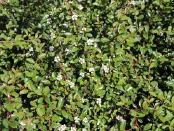 Teppichmispel / Zwergmispel 'Coral Beauty', 10-20 cm, Cotoneaster dammeri 'Coral Beauty', Topfware