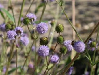 Teufelsabbiss, Succisa pratensis, Topfware