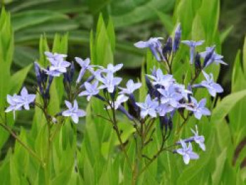 Texas-Blaustern / Amsonie / Röhrenstern &#8218;Blue Ice&#8216;, Amsonia tabernaemontana &#8218;Blue Ice&#8216;, Topfware